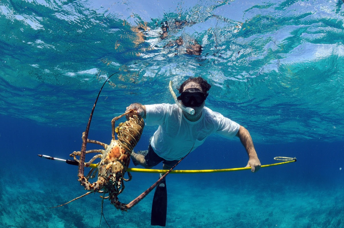 Lobster fishing with Pro-Cure