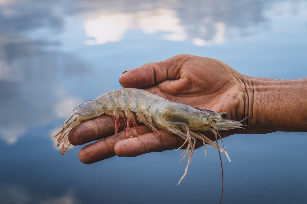 Shrimp fishing with Pro-Cure