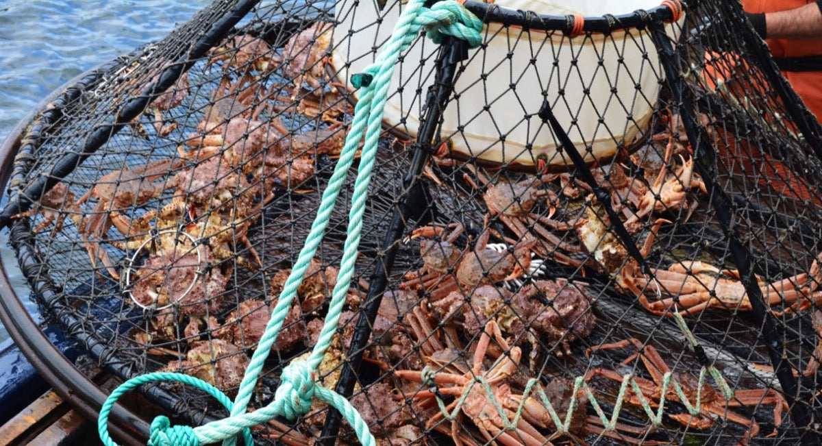 Crab fishing with Pro-Cure