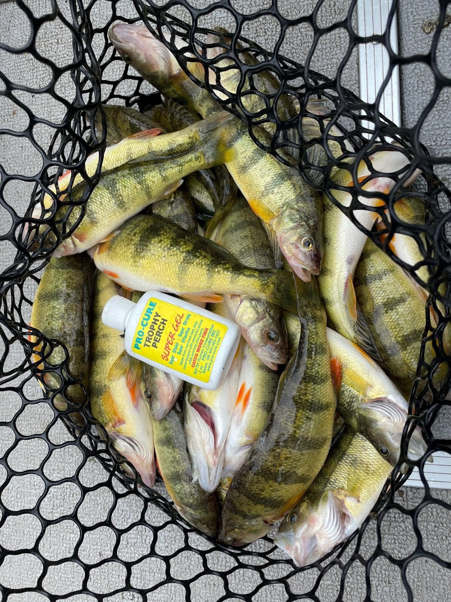 Panfish fishing with Pro-Cure