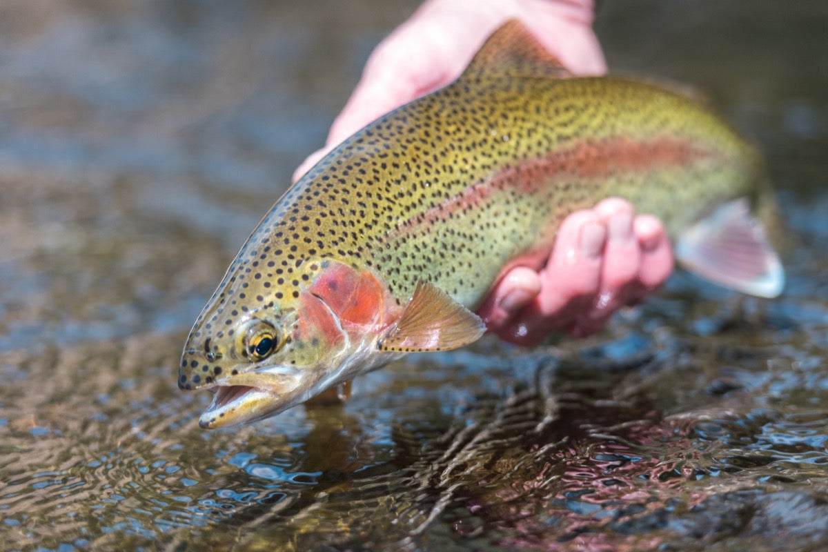 Trout fishing with Pro-Cure